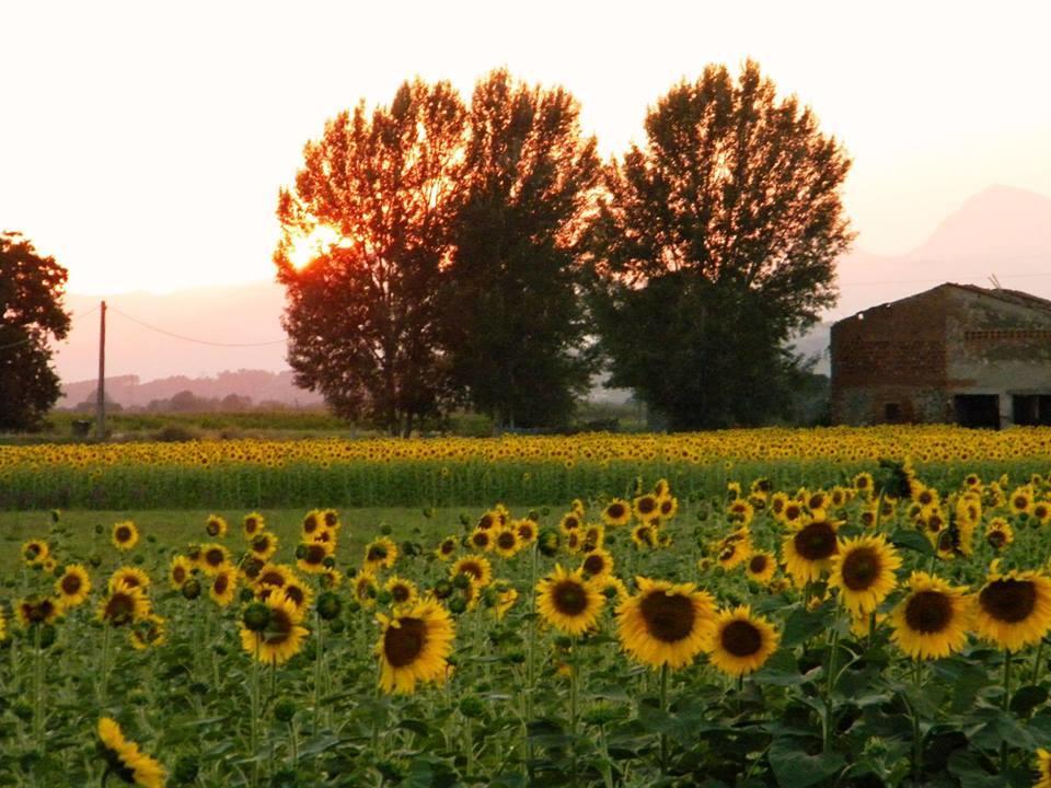 Agriturismo Settepassi Tuscany Ponte Buggianese エクステリア 写真